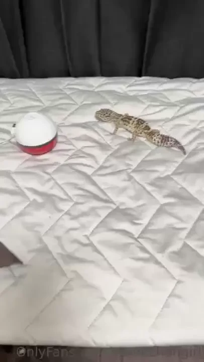 I caught charmander part 2 