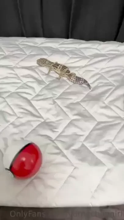 I caught charmander part 5 