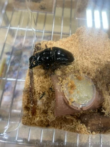 Since it is summer the insects are starting to come alive so i