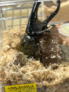 Since it is summer the insects are starting to come alive so i part 5