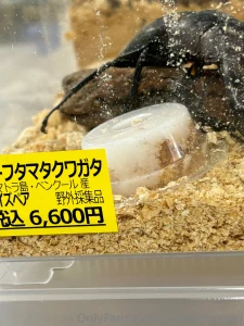 Since it is summer the insects are starting to come alive so i part 4