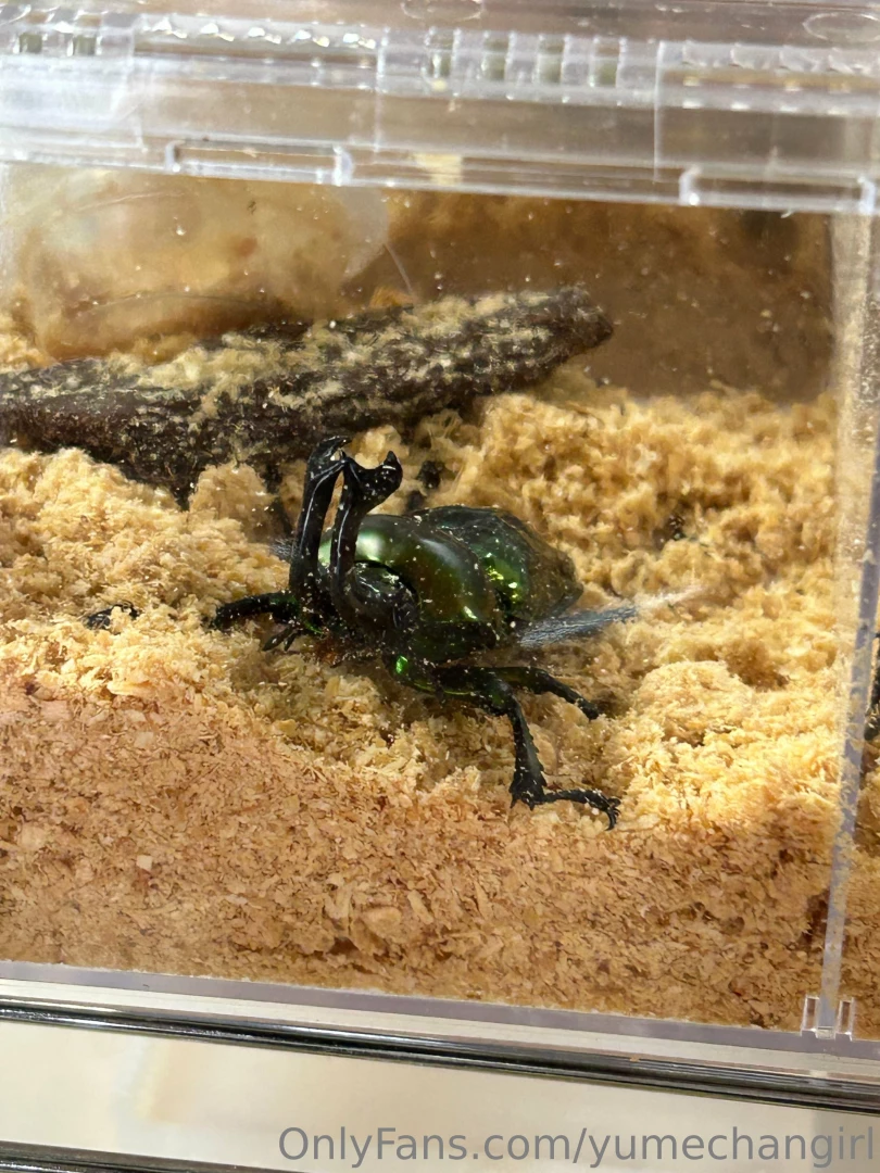 Since it is summer the insects are starting to come alive so i part 6 