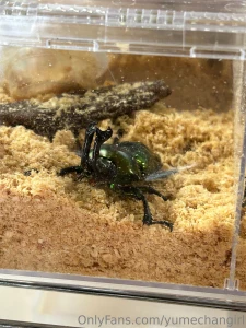 Since it is summer the insects are starting to come alive so i part 6