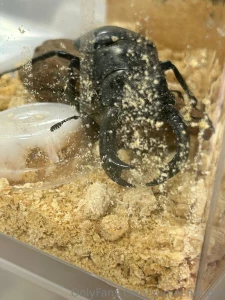 Since it is summer the insects are starting to come alive so i part 1