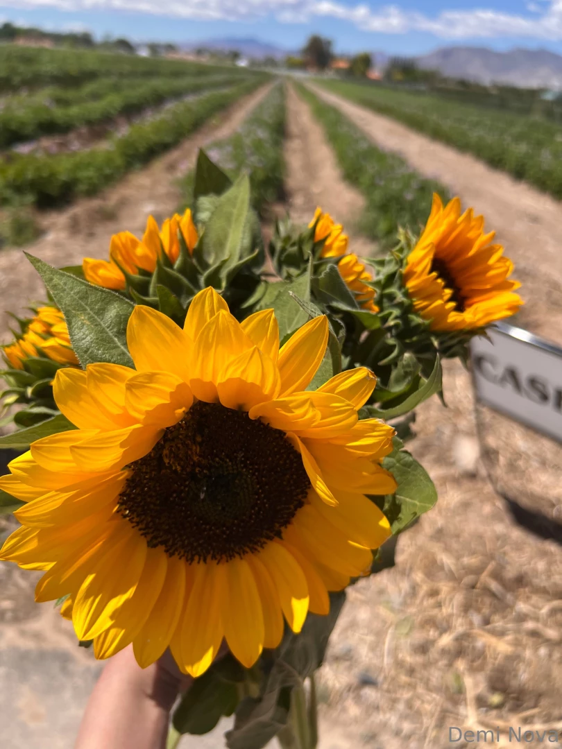 So pretty today part 1 