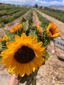 So pretty today part 1