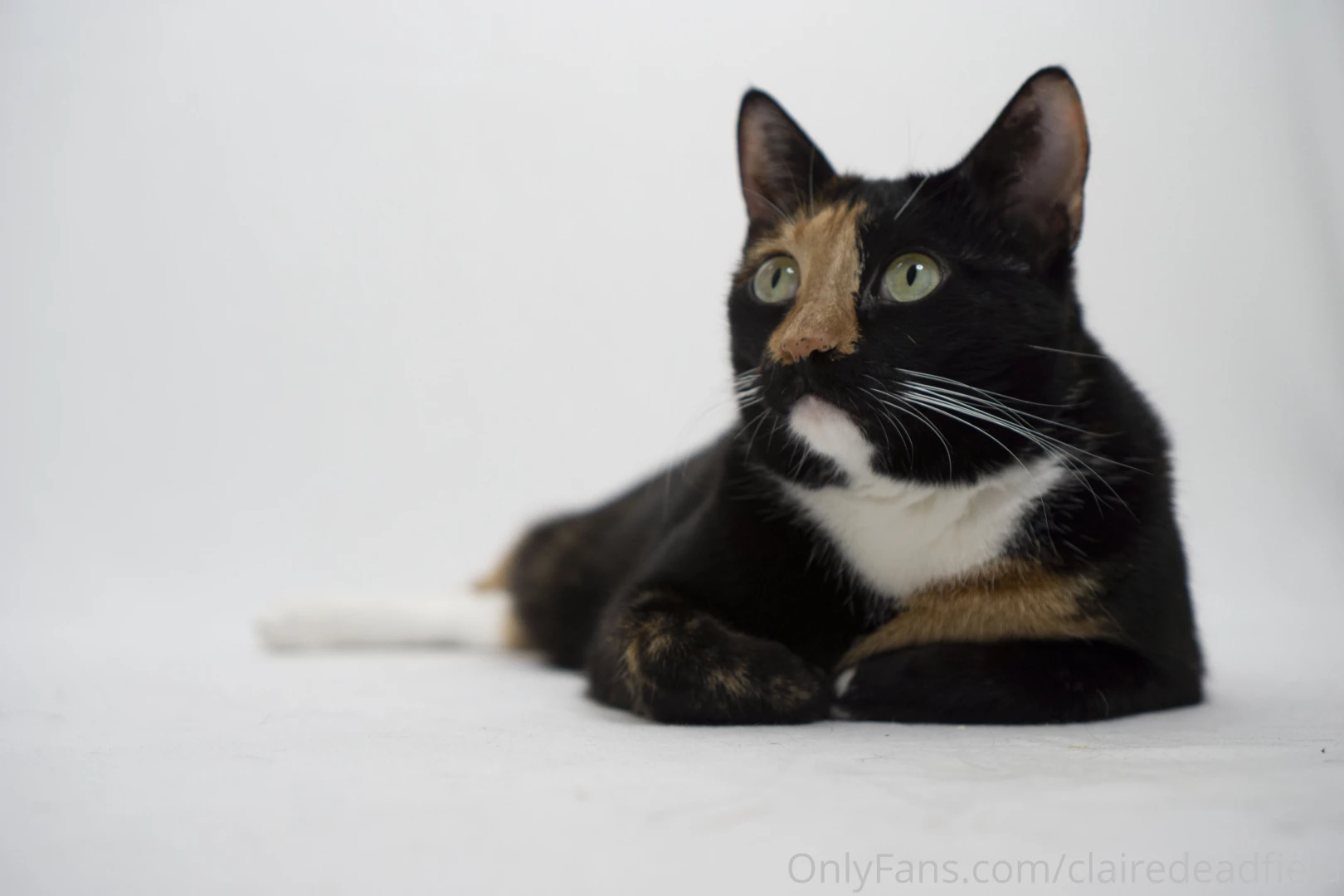 Okay just a little more behind the scenes for you the content you 