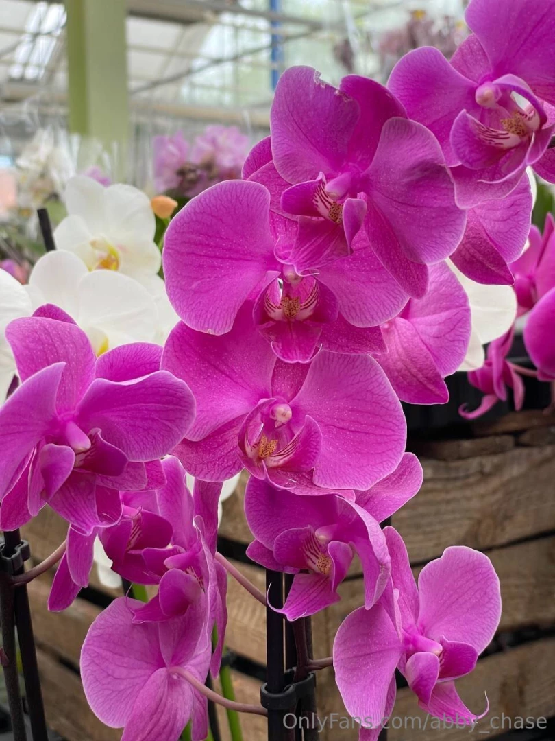 What s your character 