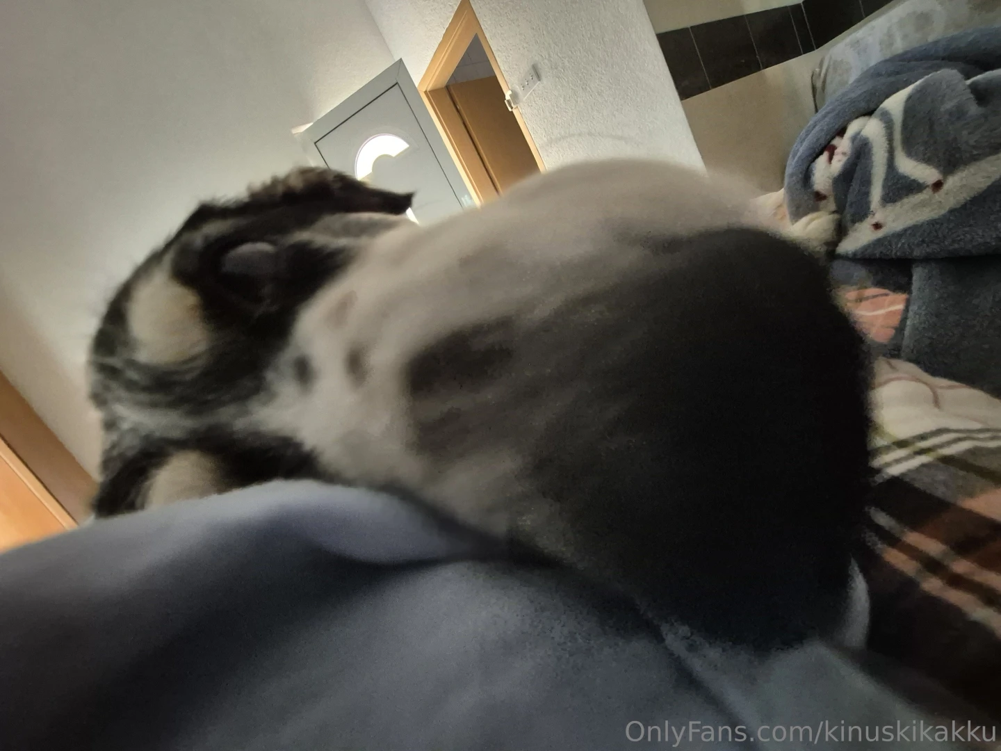 Mornings like this are better than any dream just soft fur sleepy 