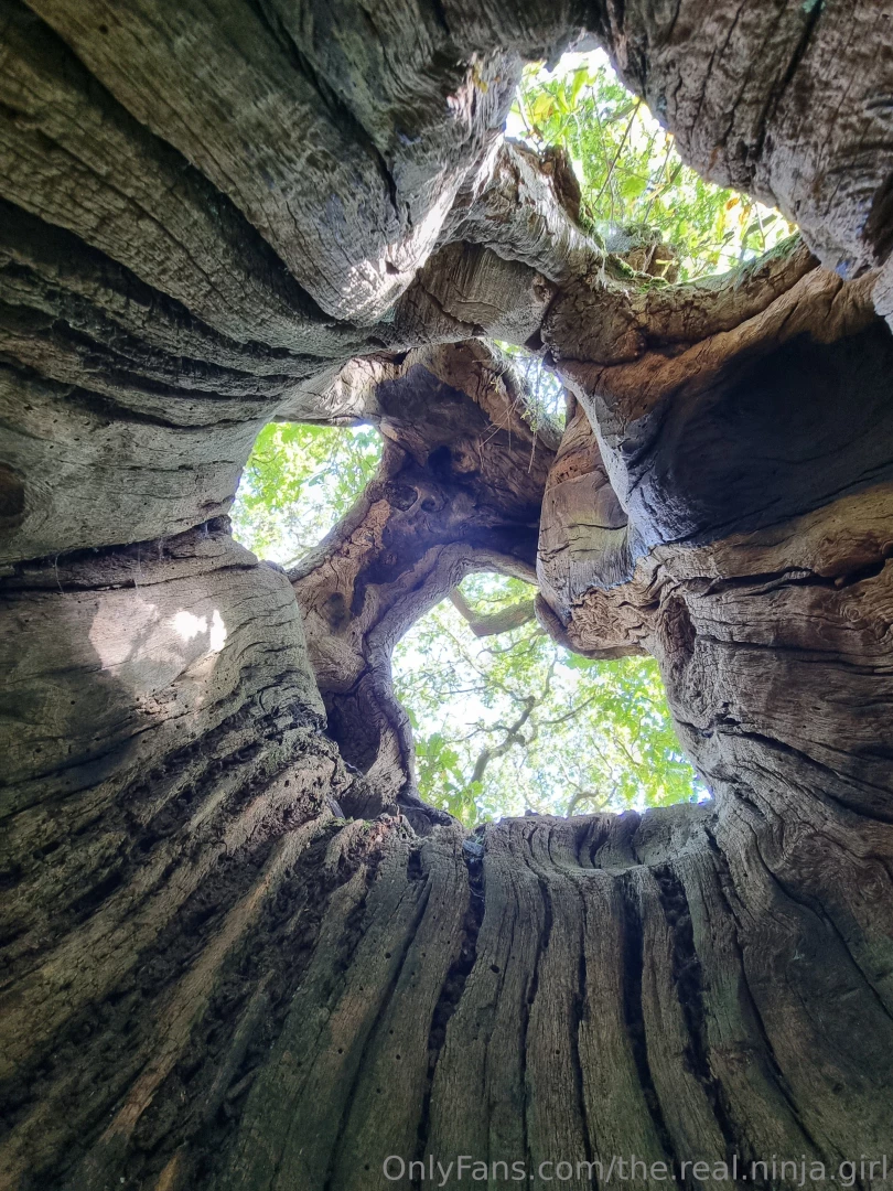 I came across a really cool tree today - it was completely hollow part 1 