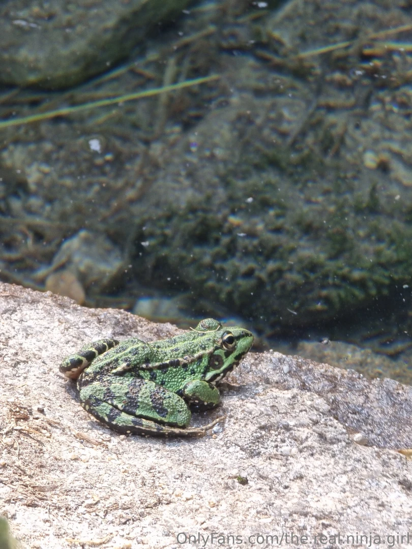 I love these photos d i hope you ll enjoy them too also sharing a frog 