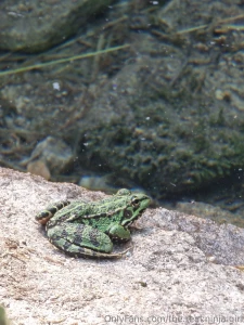 I love these photos d i hope you ll enjoy them too also sharing a frog