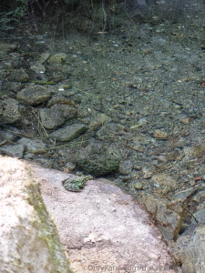 I love these photos d i hope you ll enjoy them too also sharing a frog part 3
