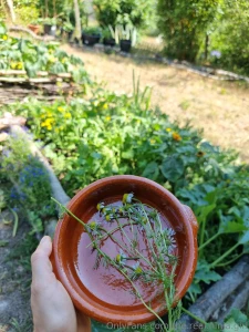 It s was a beautiful day i harvested chamomile i planted from seeds part 1