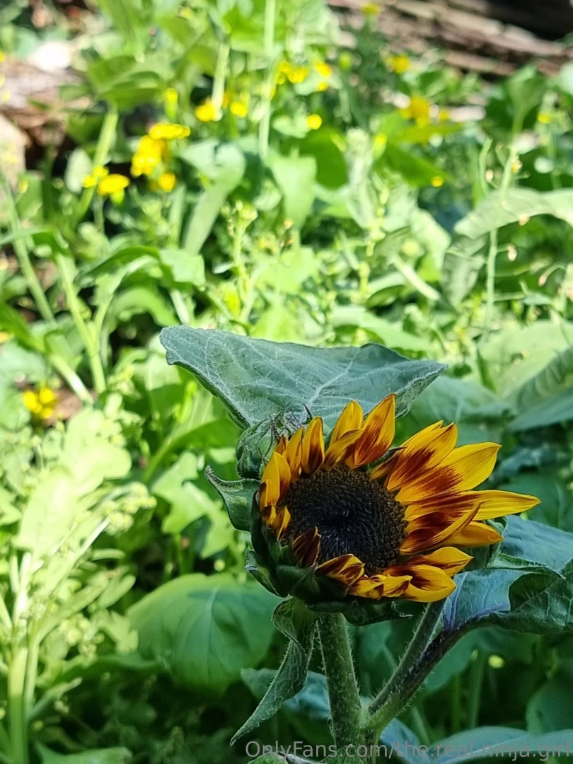 It s was a beautiful day i harvested chamomile i planted from seeds 