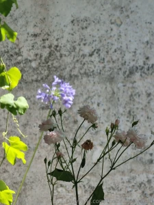 It s was a beautiful day i harvested chamomile i planted from seeds part 4