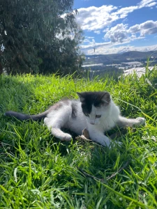 My cat part 4