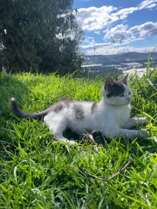 My cat part 5