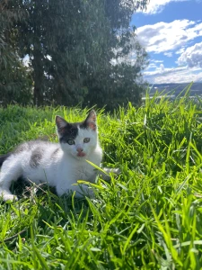 My cat part 2