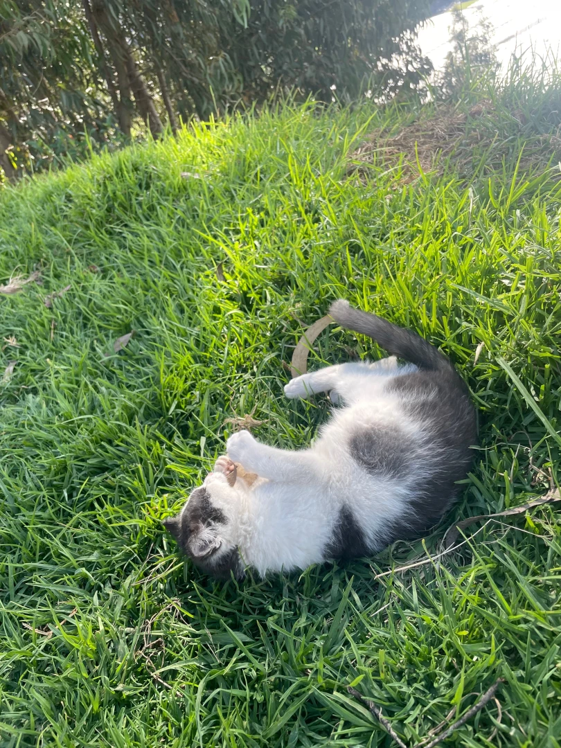 My cat part 3 
