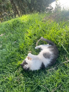 My cat part 3