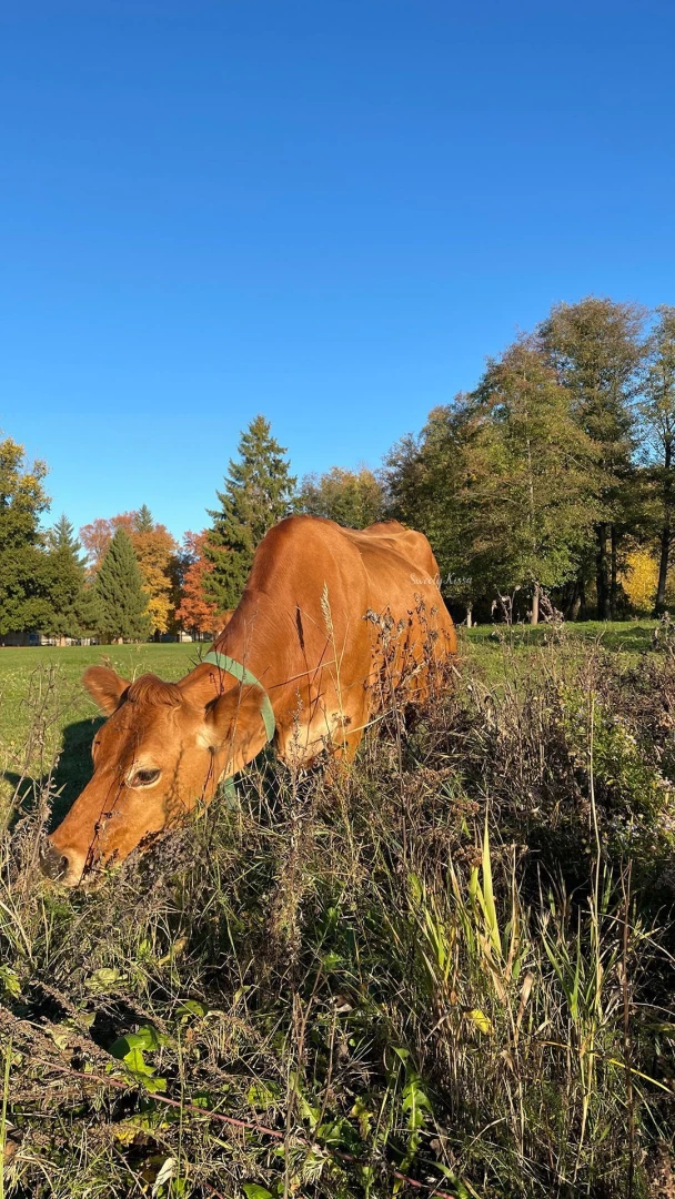 Enjoying the sweet moments of fall hope you re somewhere cozy too part 2 