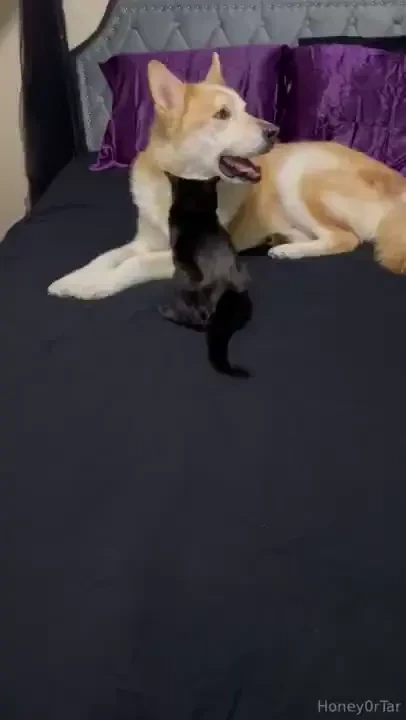 They also like clean bedding lol 