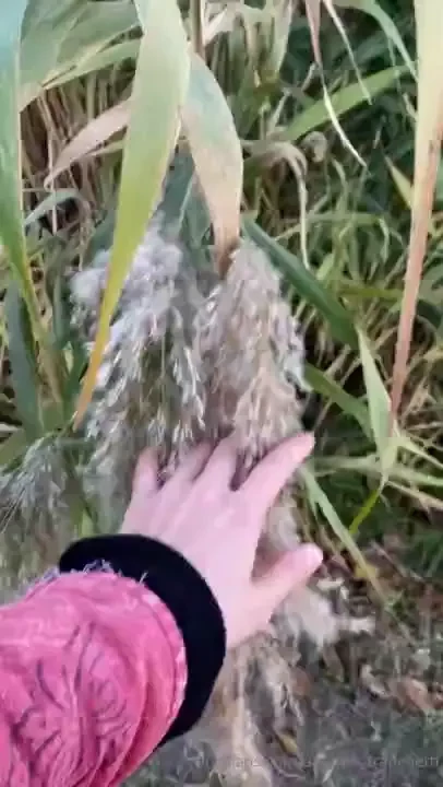 Amarita-franchetti part 3 