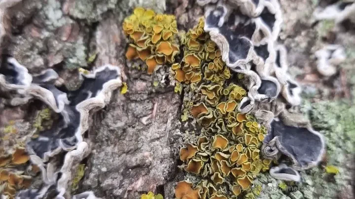 Days like that when i sing and play fill um my life guess what voice 