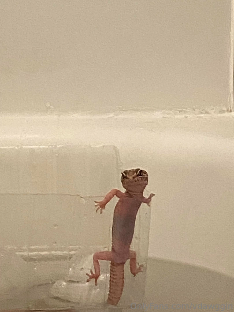 Did i mention that sometimes when i take a bath i bring my pet gecko part 4 