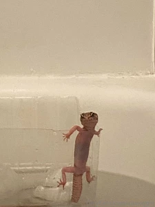 Did i mention that sometimes when i take a bath i bring my pet gecko part 4