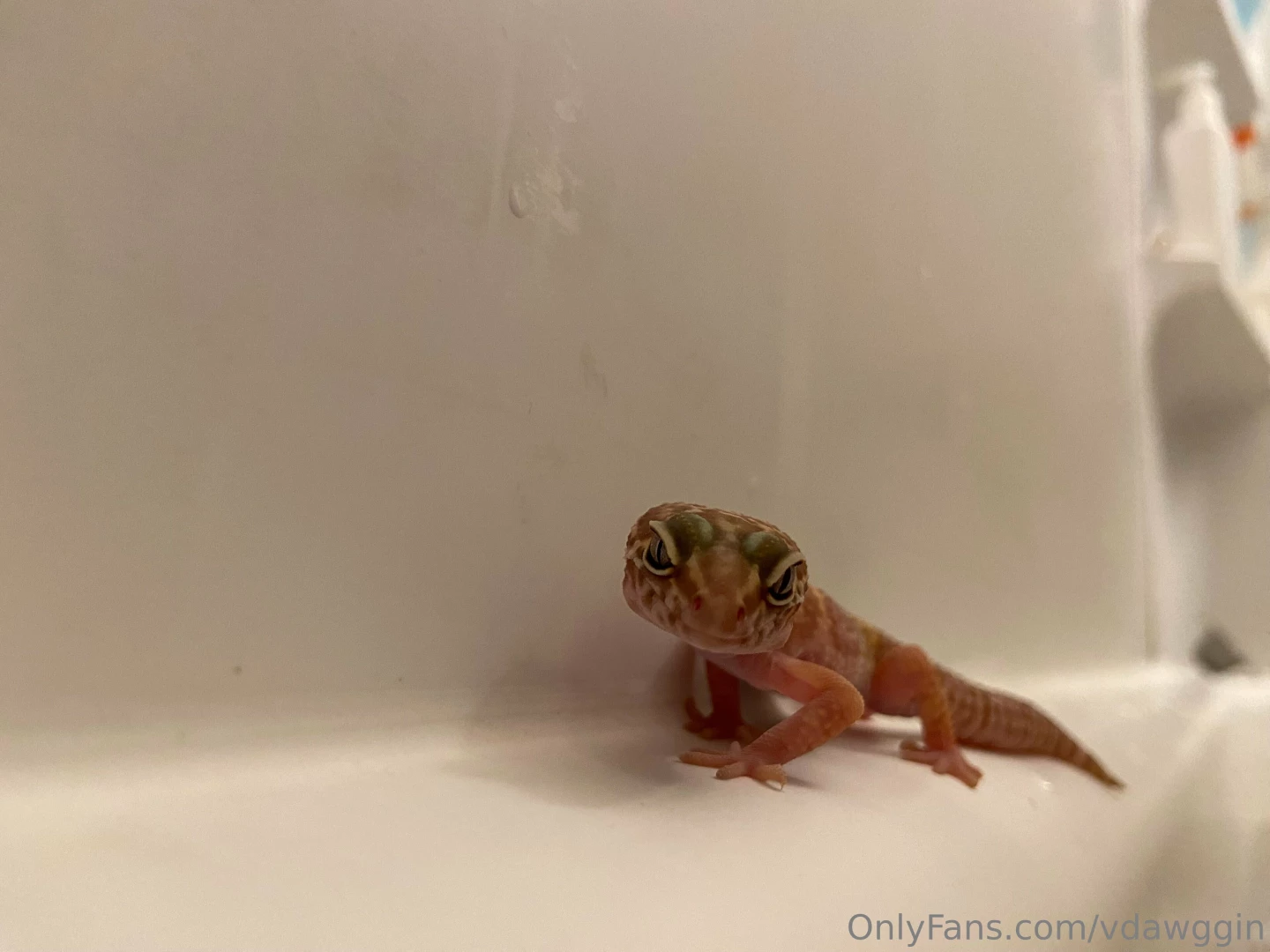 Did i mention that sometimes when i take a bath i bring my pet gecko 