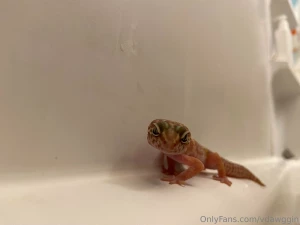 Did i mention that sometimes when i take a bath i bring my pet gecko