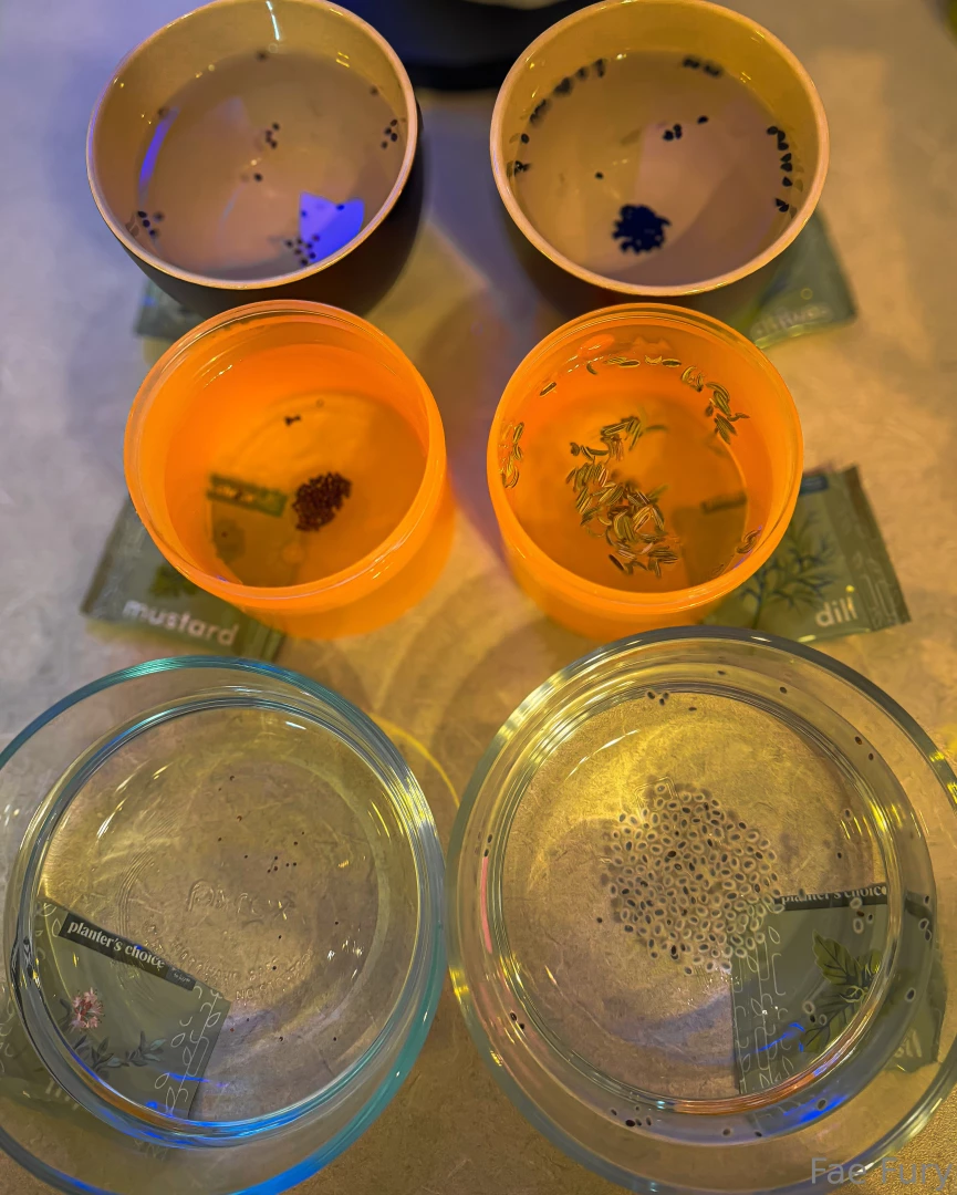 I m germinating herbs but who s going to germinate me 