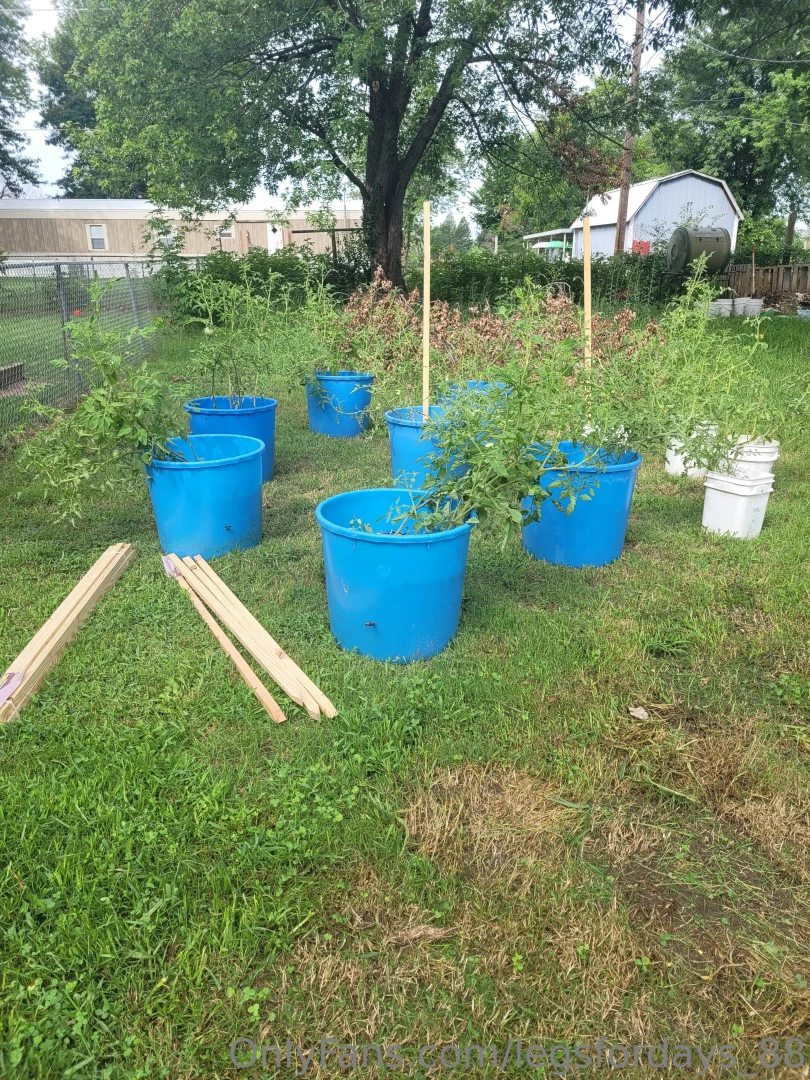 Did i mention i love to grow tomatoes they are taking off and i can t part 1 