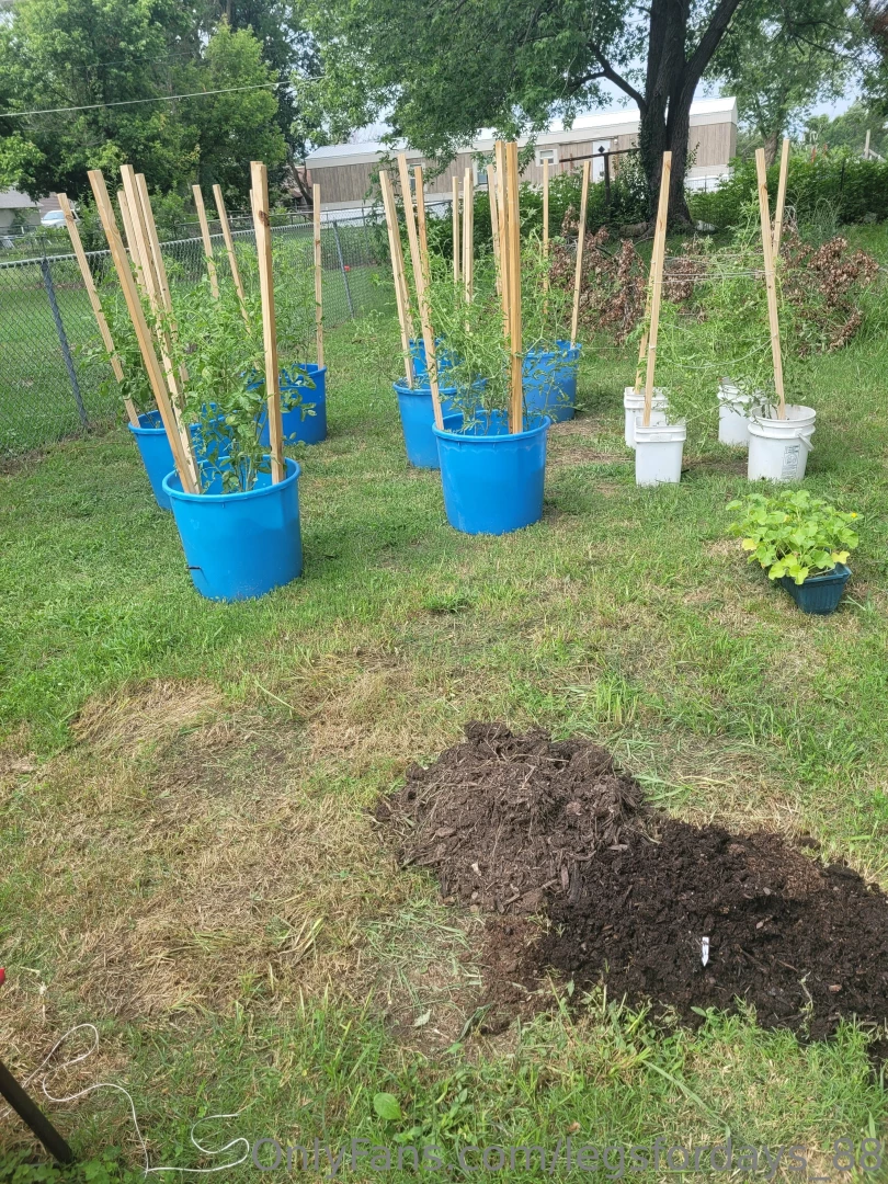 Did i mention i love to grow tomatoes they are taking off and i can t 