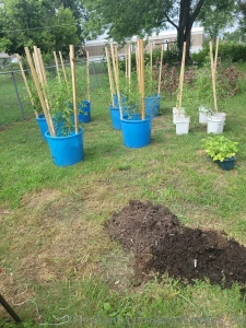 Did i mention i love to grow tomatoes they are taking off and i can t