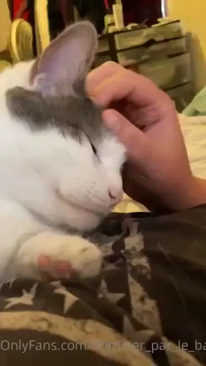 Y all are going to have to deal with kitties sometimes 