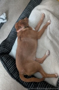 Stay cool in this heat i adopted a new doggo sorry i ve been a lil mia part 1