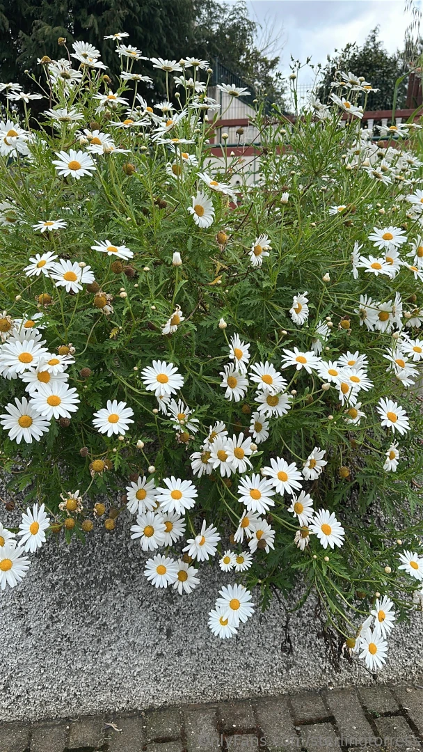 Hope you have plenty to smile about today 