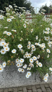 Hope you have plenty to smile about today