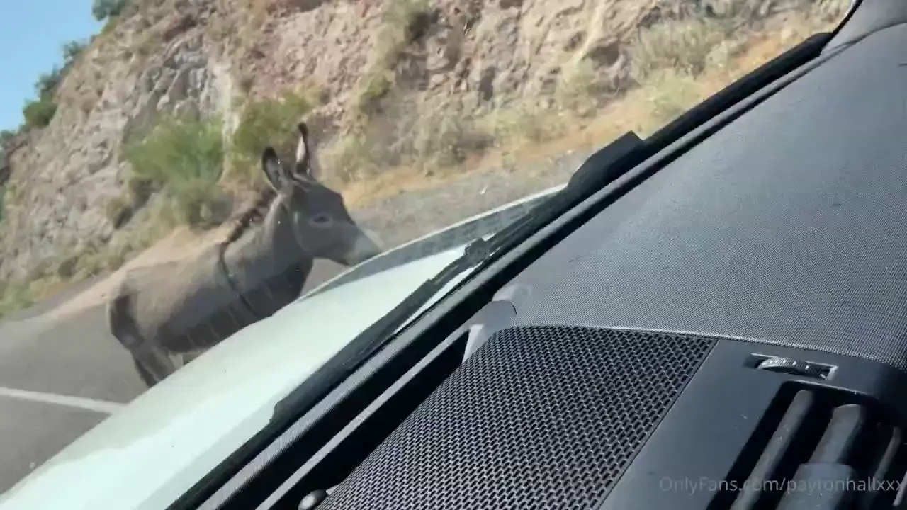 See i am not the only one pan handling here it s a burro whom 