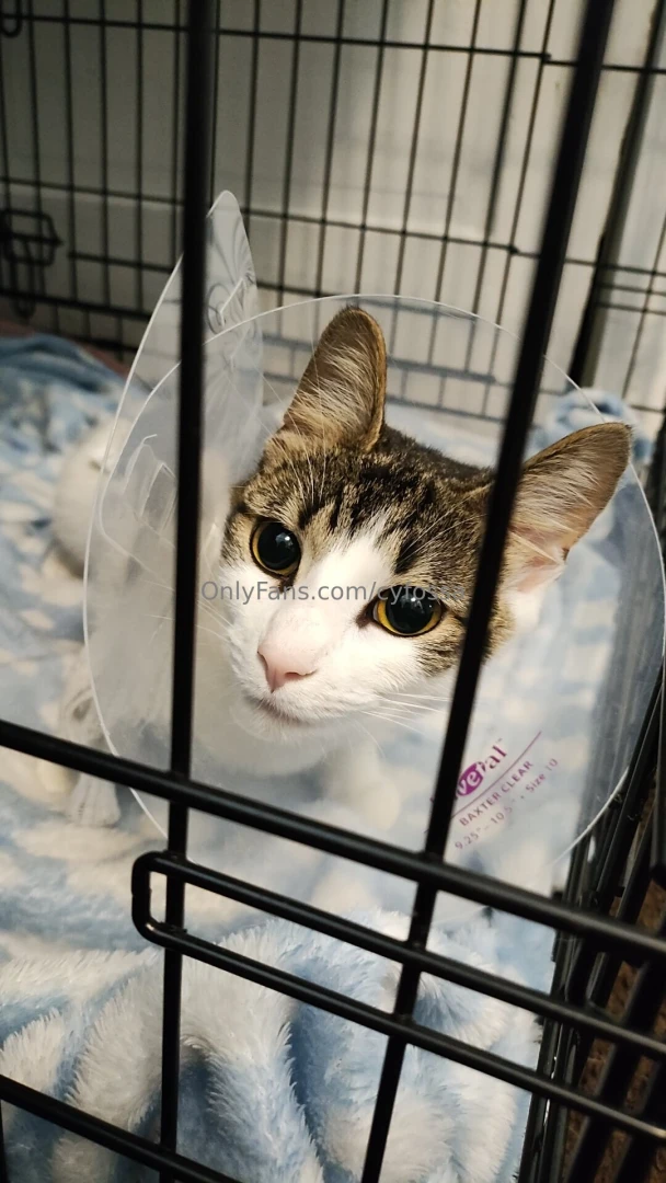 My kitten just had her spay and i d also like to grab some personal 