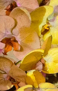 Again thailand back in sydney in the 29th of june part 5