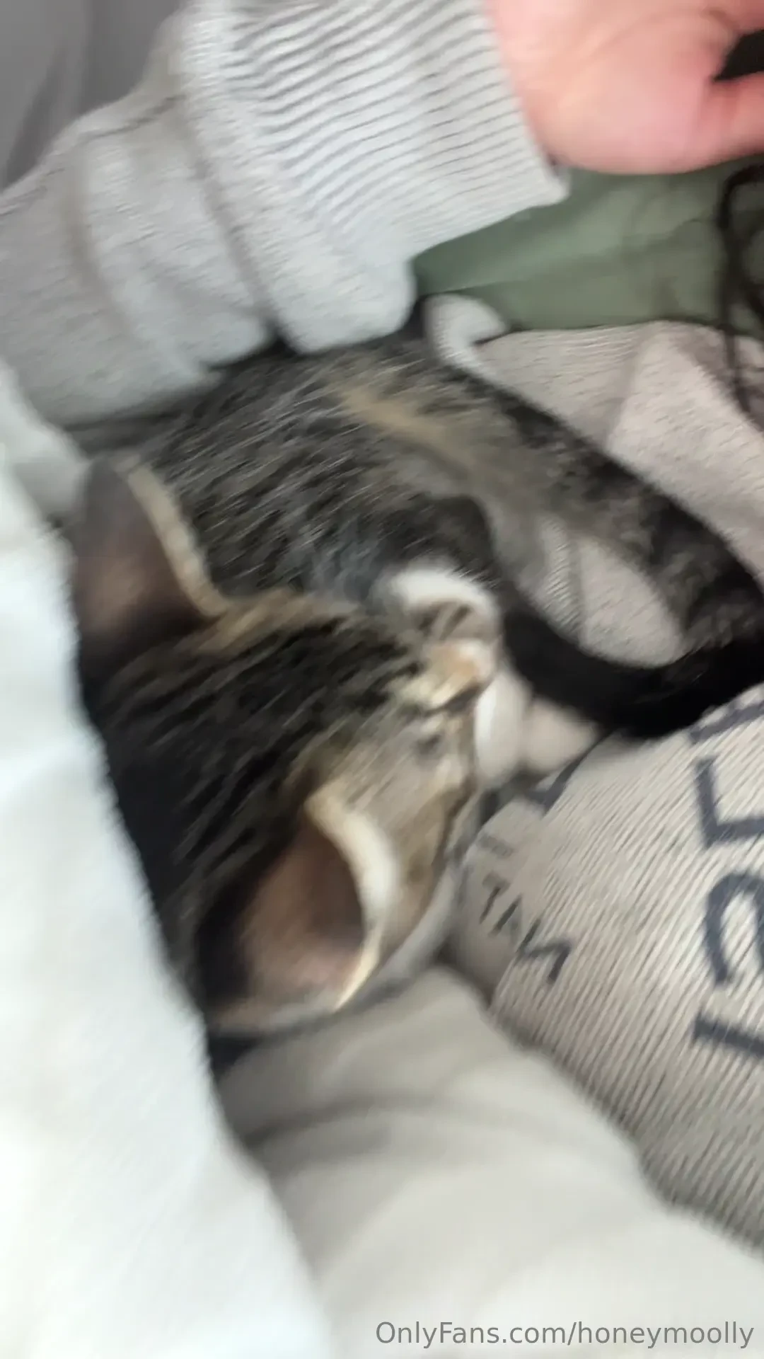 Pets pets everywhere just a word of warning you better bring some 