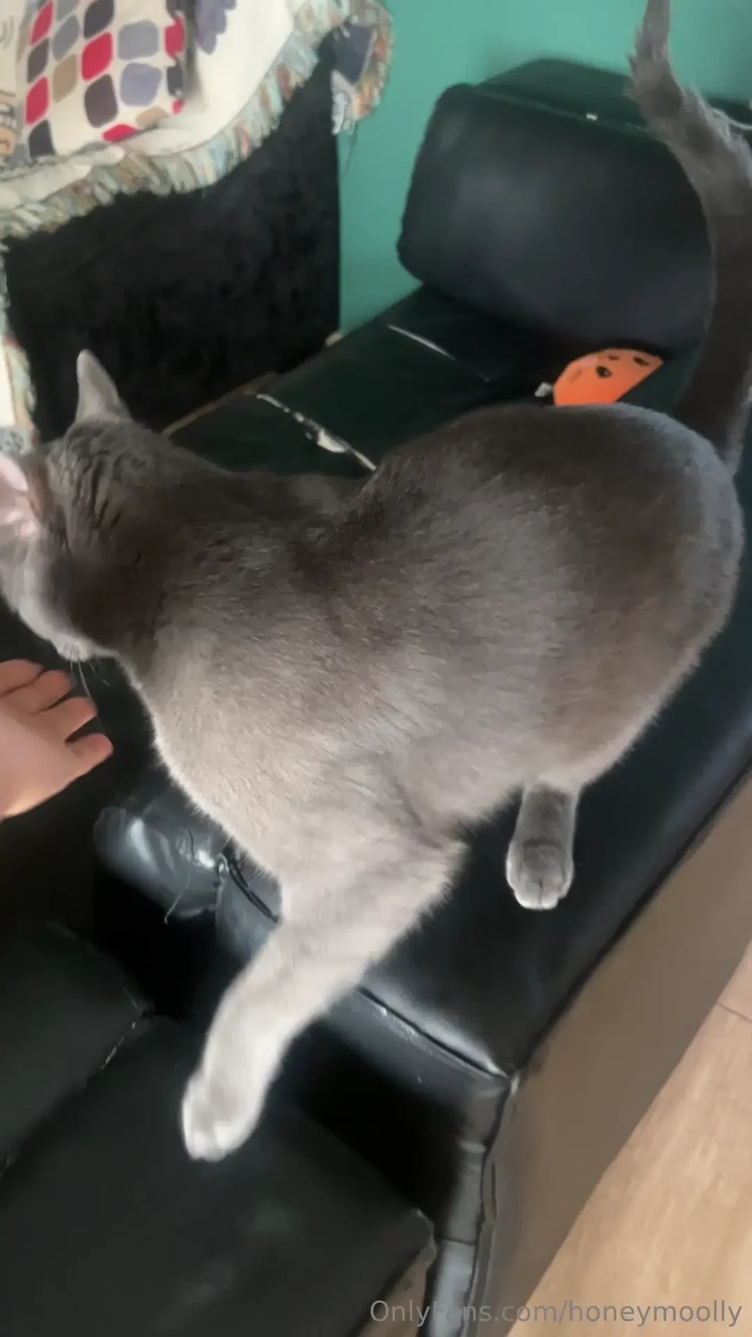 Pets pets everywhere just a word of warning you better bring some part 1 