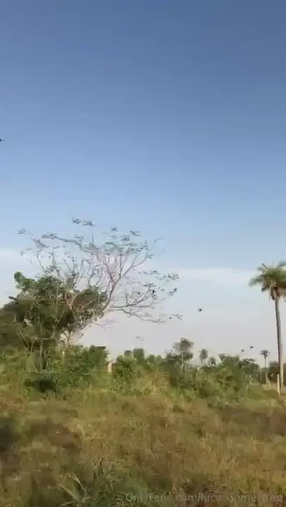 I had the parrots as a spectator part 2 