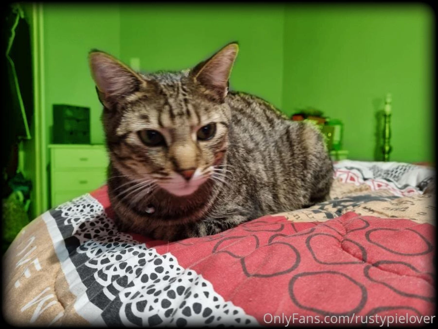 The first of many shoots with my furbabies introducing - rustypielover 