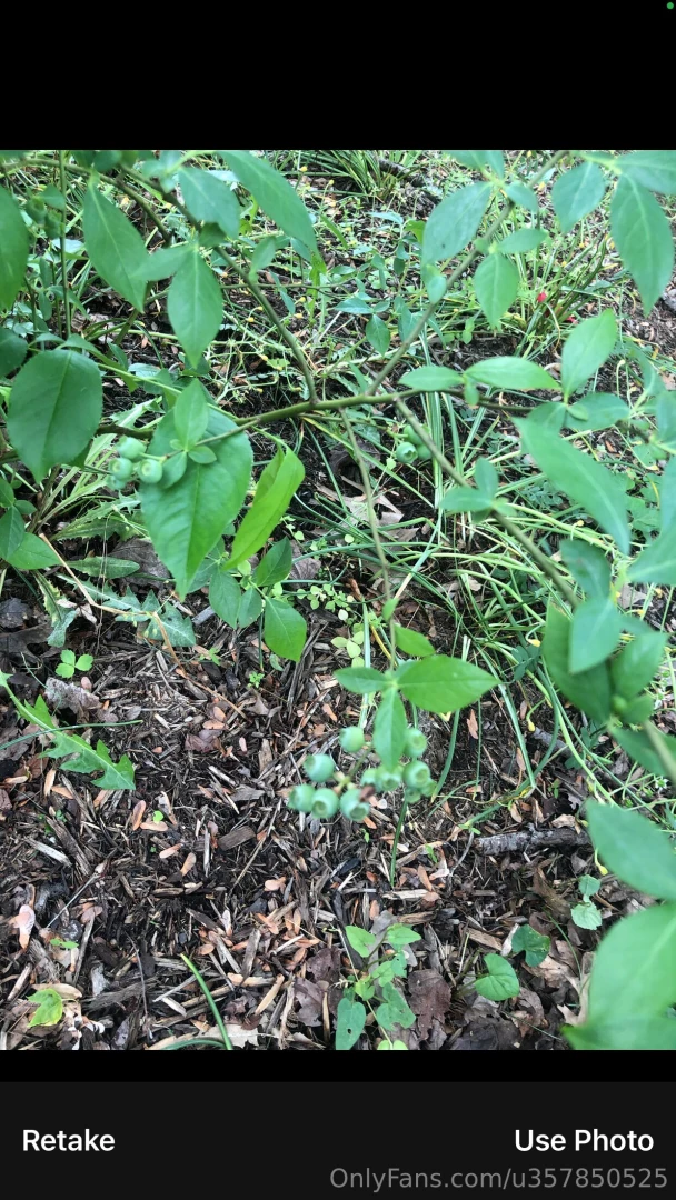 My blueberries 