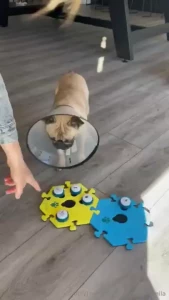 Who s going to win this super bowl game